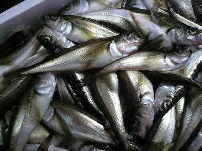 はたはた鮮魚