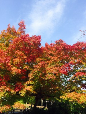 滝上公園紅葉２