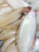 笹カレイ　一夜干し　‐冷凍‐