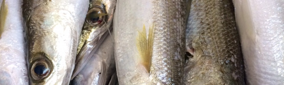 貴重な親カマス！脂がのっています。